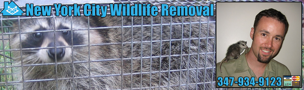 New York City Wildlife and Animal Removal